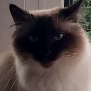 Urgent pour mon sacré de birmanie