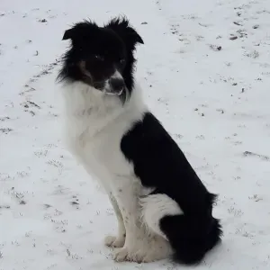 Pet-Sitter près de Rennes à domicile ou chez vous!