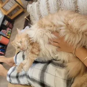 Petsitter attentionnée sur Lyon ! 