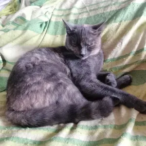 Addetta pulizie.. Professional in piemonte