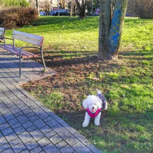  Addetta alle pulizie responsabile e affidabile a Brescia 