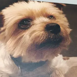 Baby sitter expérimentée plus de 10 ans d'expérience 