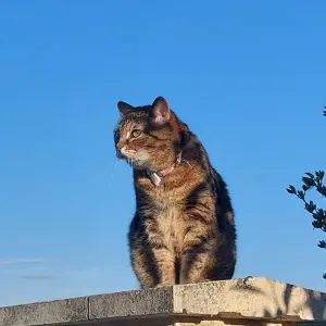 Pet-sitter passionnée autour de Lyon