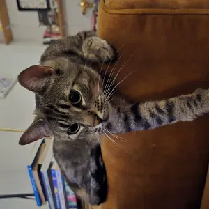 Je cherche un(e) petsitter près de chez moi