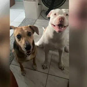 Procuro cuidador de cães