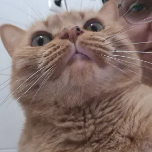Pet (Cat) Sitting na Margem Sul