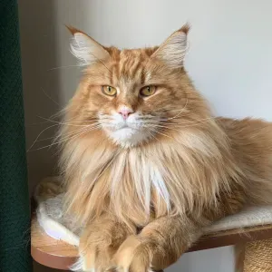 Garde chat été 