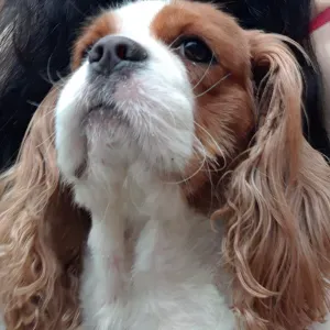 Pet-Sitter à Castanet-Tolosan!