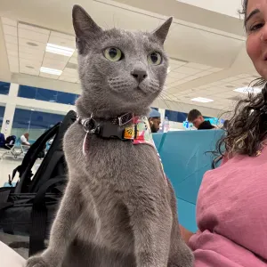 Cuidado de adorable gatita rusa azul!