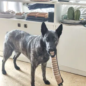 Recherche Petsitter (garde chez le Petsitter) 