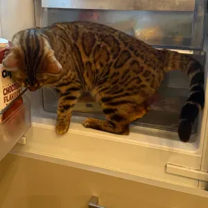 Cat sitter for a very sensitive kitty