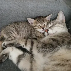 Employé de ménage qualifiés.  