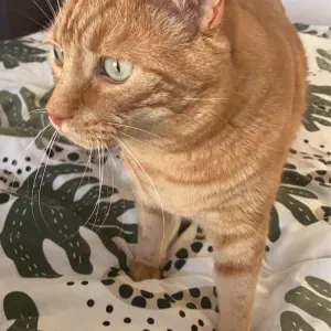 Service de pet-sitting à domicile