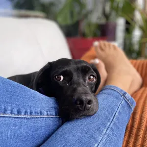 Dame de compagnie, emploi chez les particuliers.