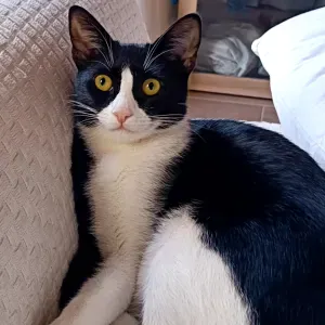 Busco cuidador de mascotas en Las Palmas de Gran Canaria