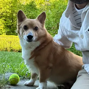 🚨 Recherche urgente – Dog sitter du 17 au 22 août 🐶