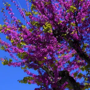 Je m'occupe d'animaux domestiques.