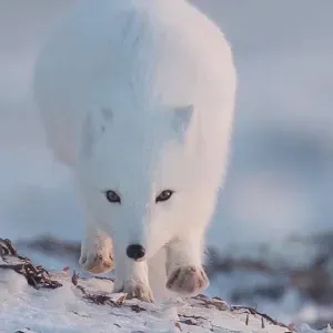 Je travaille bien et patiemment 