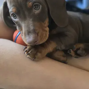 jeune teckel à garder chez vous