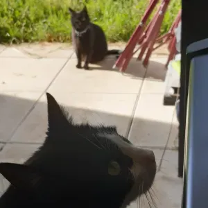 Je cherche un(e) petsitter près de chez moi