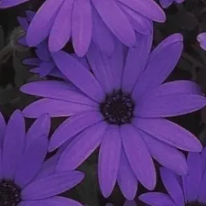 Élève de 1ere pouvant aider au devoirs 