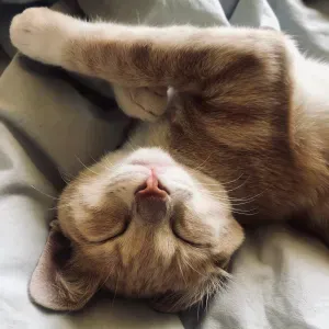 Recherche cat sitter