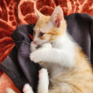 Monitora a tiempo libre, con título y experiencia 