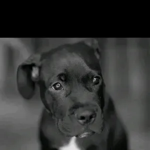 Accompagnatore-silente-Firenze