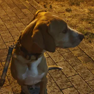 Pet sitting Modena: cani, gatti e altro da concordare.