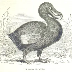 Cerco pulizie vicino a me