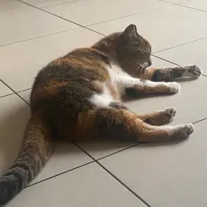 Pet sitter aux alentours de Abbaretz 