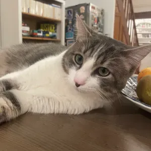 Recherche cat-sitter 27 décembre - 1er janvier