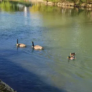 Offre d'emploi pour une baby-sitter à Champigny-sur-Marne