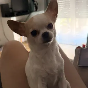 Poste pour un(e) dog-sitter - Petsitter à Levallois-Perret