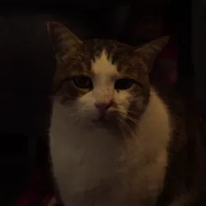 Je suis Pet Sitter à Nantes ! 