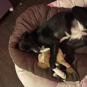 Dog Sitting is more than a job