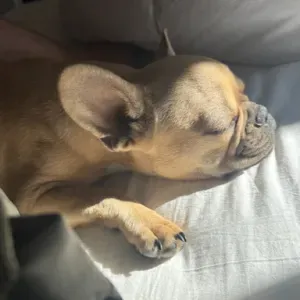 A la recherche d'un pet sitter