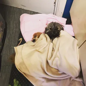 Poste de femme de ménage à Soignies