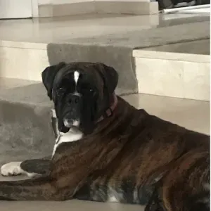 Recherche famille d'accueil pour un chien