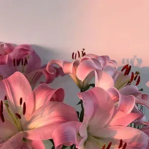 Pet-sitter expérimentée à Metz