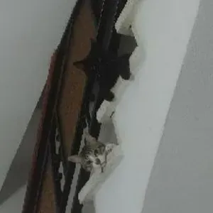 Trabajo de cuidador de mascotas en Dos Hermanas