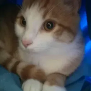 Emploi de Petsitter Denée