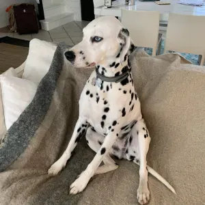 AVRIL DALMATIEN