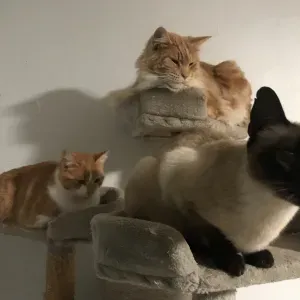 Amie des animaux Pet-Sitter à Virton !