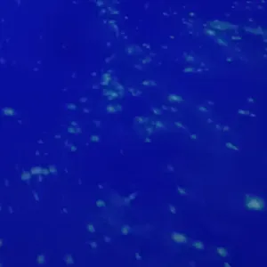 Cerco servizio pulizia settimanale