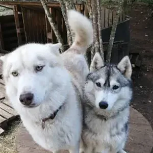 Pet sitter sur less alentour de Brénod diplôme acaced