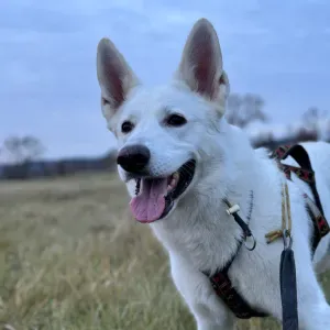 Ieškau šuns prižiūrėtojo (šveicarų aviganis)
