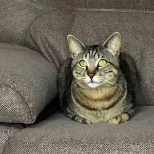 Canguro de animales en Las Palmas y otros sitios