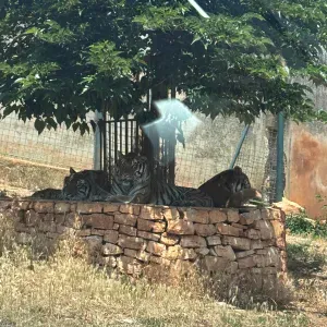 Addetta alle pulizie Lecce e dintorni