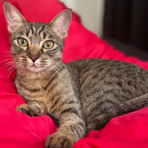 Pet sitter à Lyon